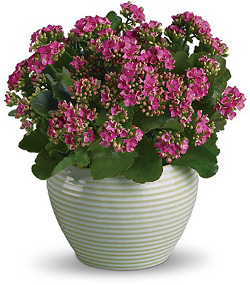 Bountiful Kalanchoe